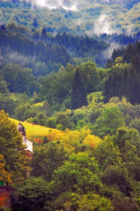 Forest of Slovenië