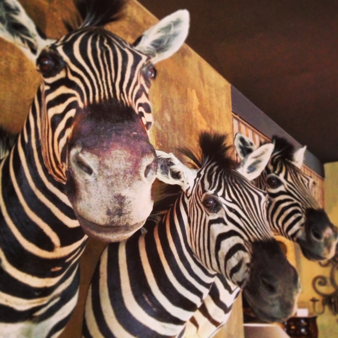 Zebra - Zebra's aan de muur - foto door Computertotaal_hulp op 22-02-2013 - deze foto bevat: zebra, muur, gezellig, opgezet