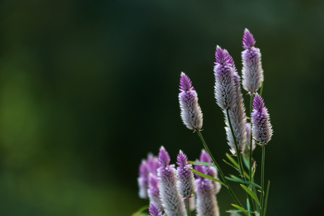 Bloemetjes