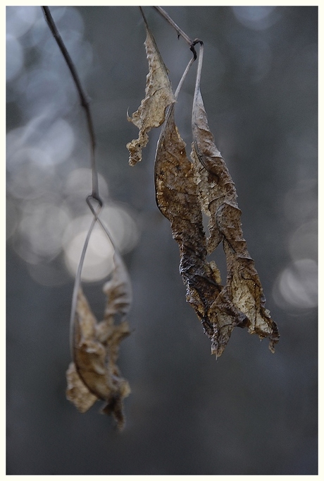 De Late Herfst