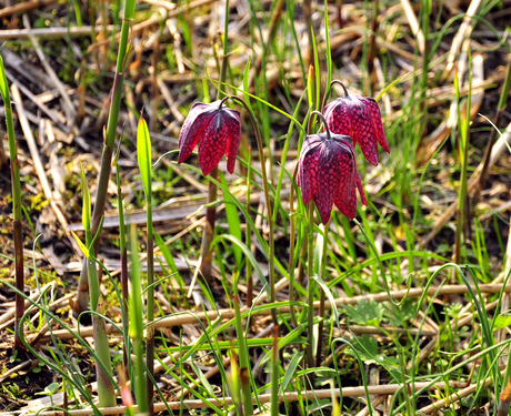 Fritillaria meleagris AKA Bloemetjes