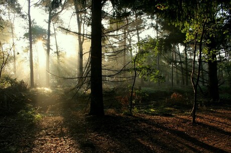 Het Bos, 001