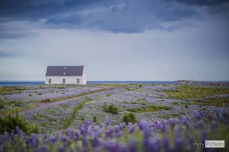 IJsland in bloei