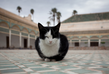 Poes in El Bahia