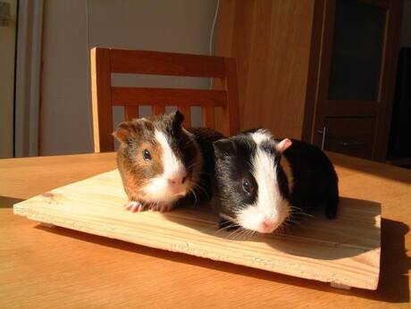 Cavia's op de tafel