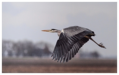 reiger