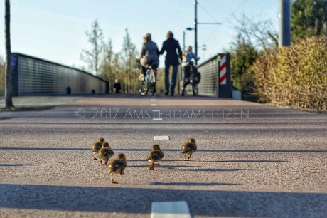 Little ducks running