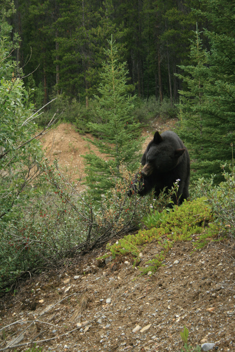 Zwarte beer in Canada
