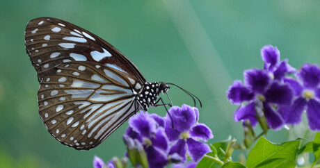 Black and light blue butterfly.JPG