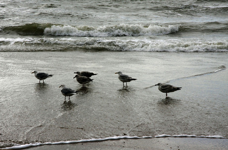 Den Haag aan zee