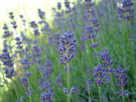 Lavendel