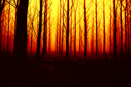 Burning Forest