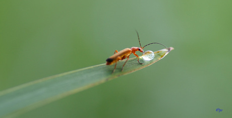 Dorst