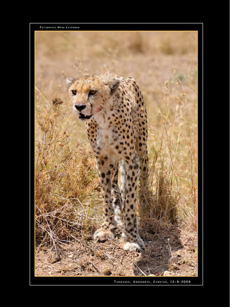 Cheetah Serengeti Tanzania