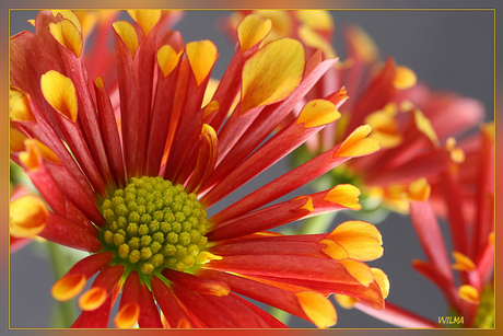 Chrysant