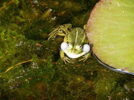 opgeblazen kikker