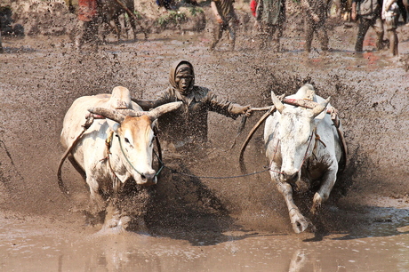 sumatra buffalo racing