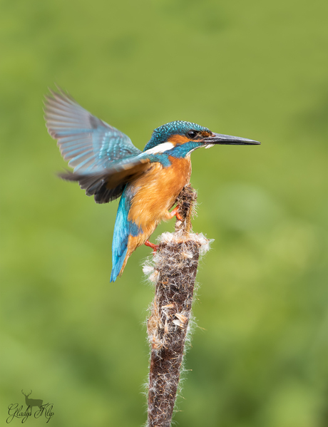 Weer eens een ijsvogel