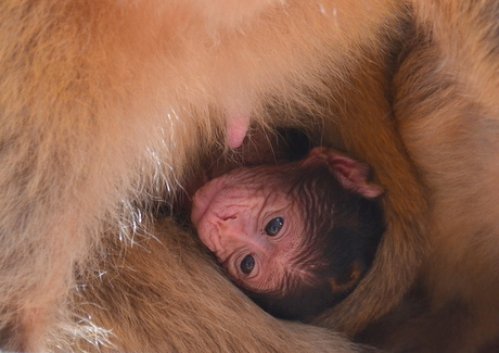 Baby aapje