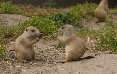 Samen delen