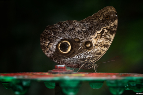 Caligo Memnon