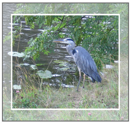 Reiger aan de waterkant