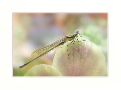 Hortensia met............juffer