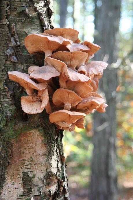 Paddestoelen 2