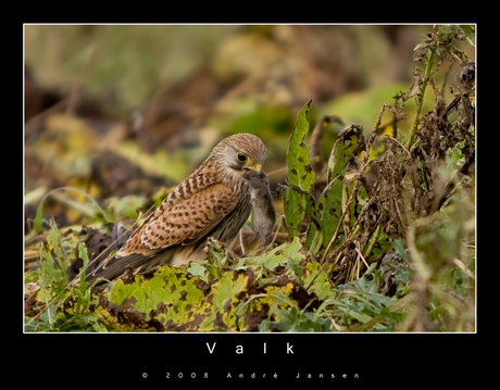 Geluksvogel!