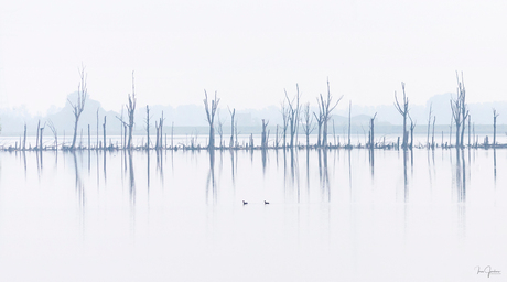 Biesbosch waterscape