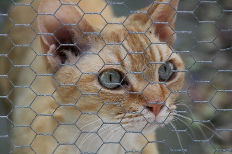 cat behind bars..