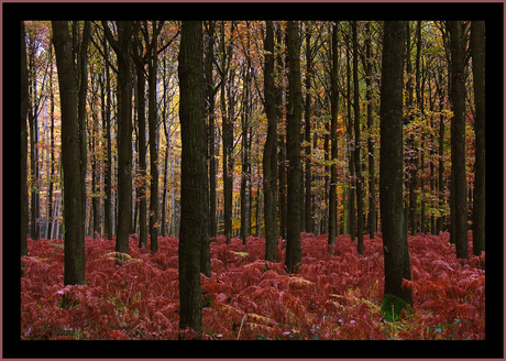 Herfstkleuren II