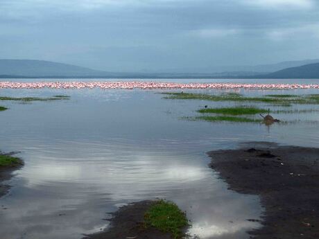 lake Nakuru