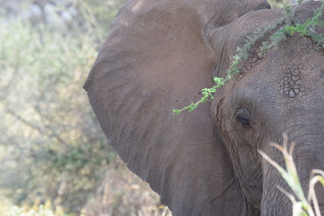 The eye of an elephant in Tanzania