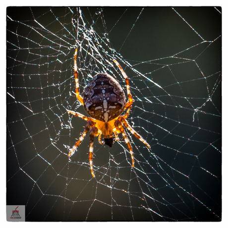 GardenSpider