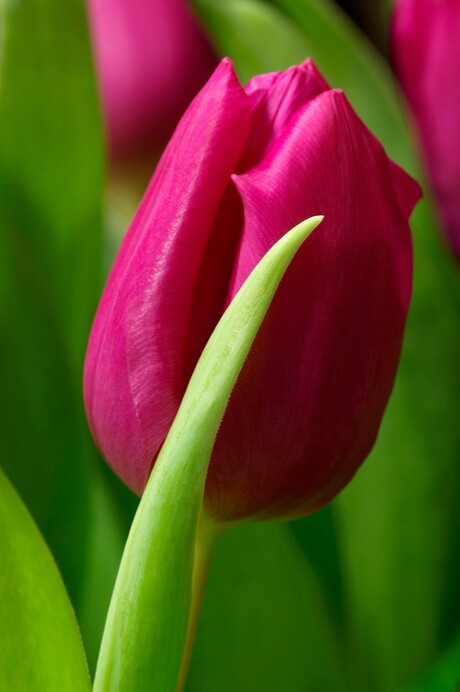 tulp 2