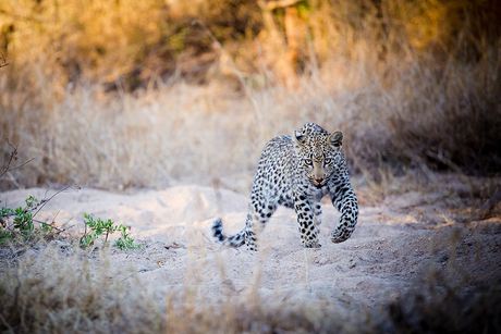 Leopard on his way