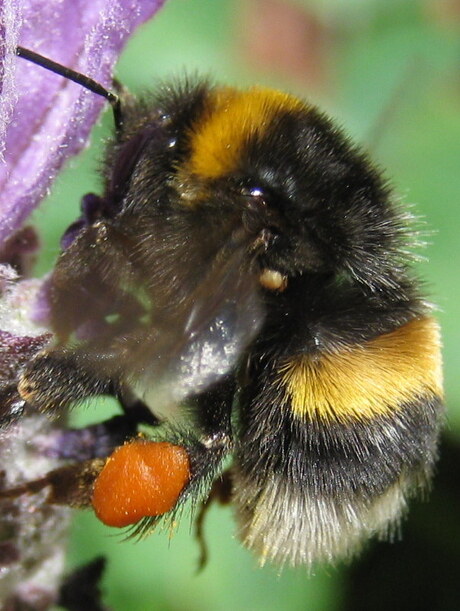 Hommel