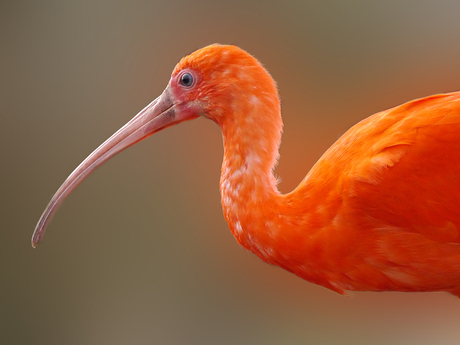 BIRD IN QUEEN'S DAY CELEBRATION OUTFIT