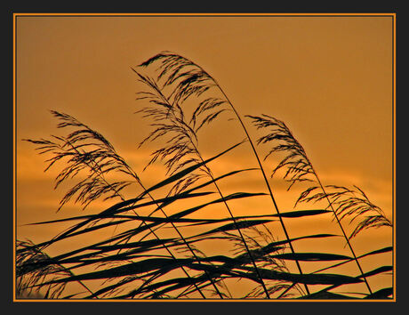 Riet tegen ochtendlucht