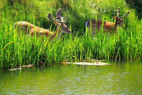 In de duinen ,op zoek naar water.....