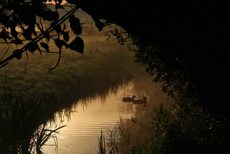 Ducks in the Autumn dawn
