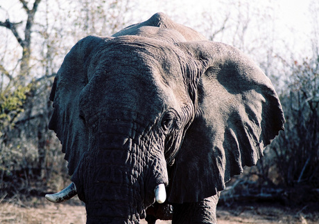 Afrikaanse olifant