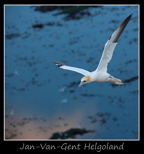 Jan-van-gent op bij Helgoland