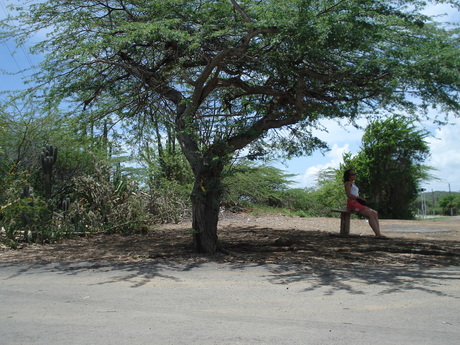 Watch HER sitting in the shadow of a tree