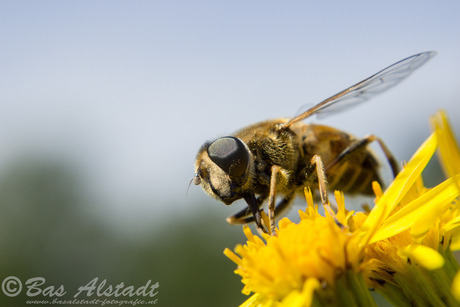 Puntbijvlieg (V) (Eristatalis interrupta)