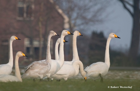 wilde zwanen