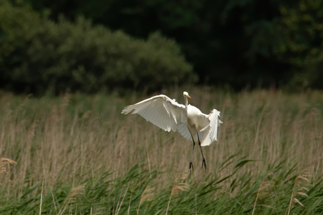 dansende witte reiger