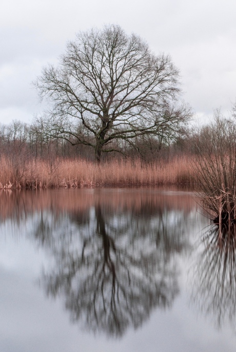 Boom riet en water