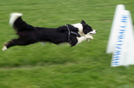 flyball